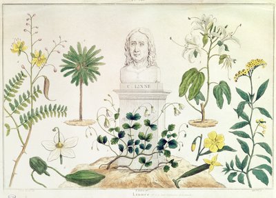 Carolus Linnaeus (1707-78) omgiven av några av de växter han klassificerade (färgstick) av French School