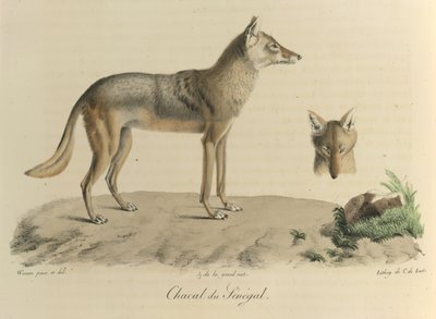 Schakal från Senegal. En schakal från Senegal, från Natural History of Mammals (färg litho) av French School