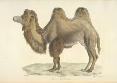 Bactrian Camel, Bactrian Camel, från Natural History of Mammals (färg litho) av French School