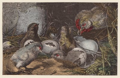 Kycklingar som kläcks (färgad gravyr) av French School
