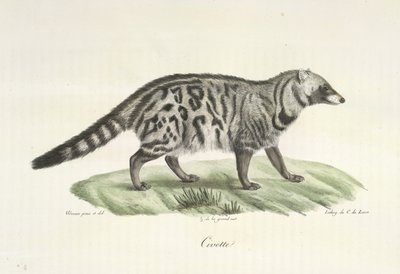 Civet, från Natural History of Mammals (färg litho) av French School