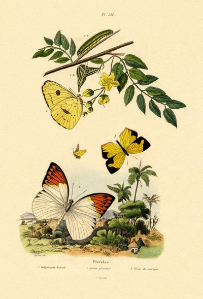 Molnfritt svavel, 1833-39 av French School