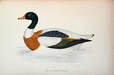 Common Shelduck (färggravyr) av French School