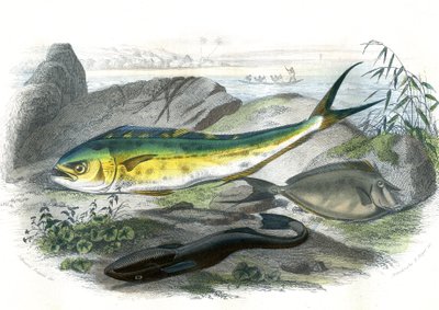Coryphene Hippurus (coryphene havsruda, kameleonfisk) - En bas: echeneis remora et le nason licornet - Tallrik extraherad från Natural History av Bernard Germain de Lacepede (1856-1925), upplaga P.Furme, Paris av French School