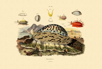 Cowrie Shells, 1833-39 av French School