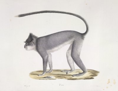 Croo. En apa, från Natural History of Mammals (färg litho) av French School
