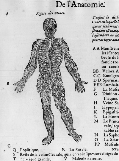 Skärning av människokroppen: blodsystemet, vener. -i "Medical Treatise" av Ambroise Paré, cirka 1560. av French School