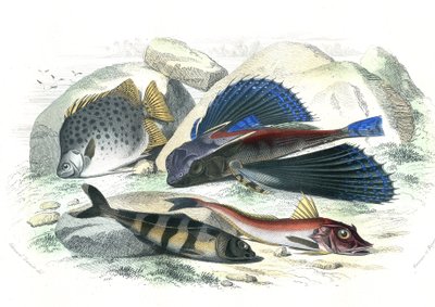 Dactyloptere pirapede (Dactylopterus pirapeda) flygfisk, Chetodon argus (scatophagus argus), centronote pilote (echeneis naucrate), Trigle Lyre (Genicanthus Melanospilos) - Plåt extraherad ur Histoire Naturelle av Bernard Germain de Lacepede (1856-1956) av French School
