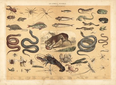 Farliga djur (färg litho) av French School