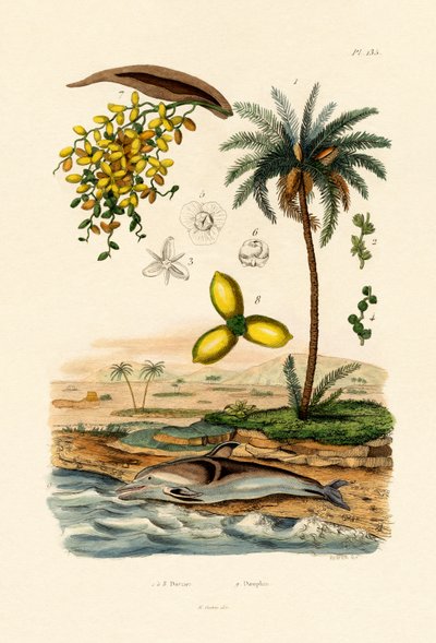 Dadelpalm, 1833-39 av French School