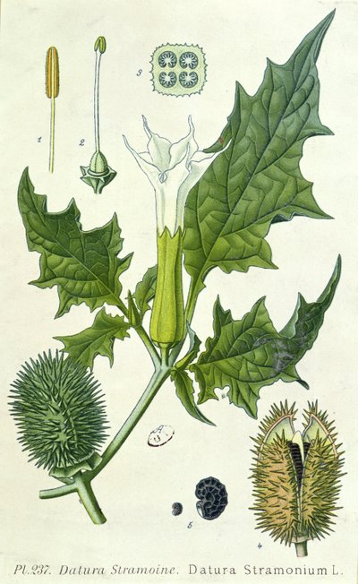 Datura stramonium, botanisk platta av French School