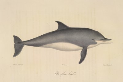 Bridled Dolphin, från Natural History of Mammals (färg litho) av French School