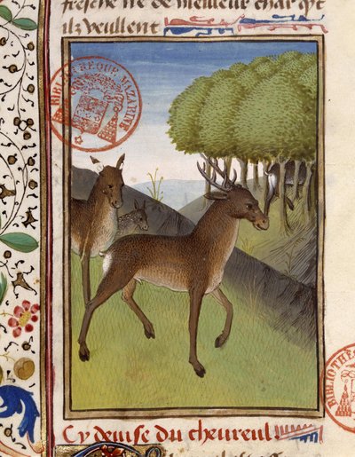 Rådjur och rådjur - i "" The Hunting Book of Gaston Phoebus, Count of Foix, Lord of Béarn"" av French School