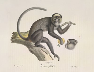 Diana, en kvinnlig apa, från Natural History of Mammals (färg litho) av French School