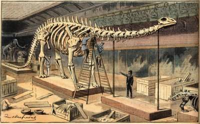 Diplodocus fossil på Naturhistoriska museet i Paris. Gravyr från tidningen "Le Petit Parisien" av French School