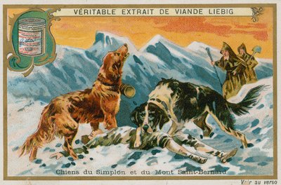 Hundar från Simplon och Mont St Bernard av French School