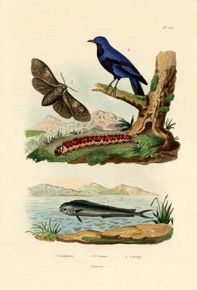 Delfinfisk, 1833-39 av French School