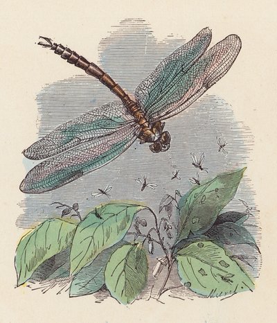 Dragonfly (färgad gravyr) av French School