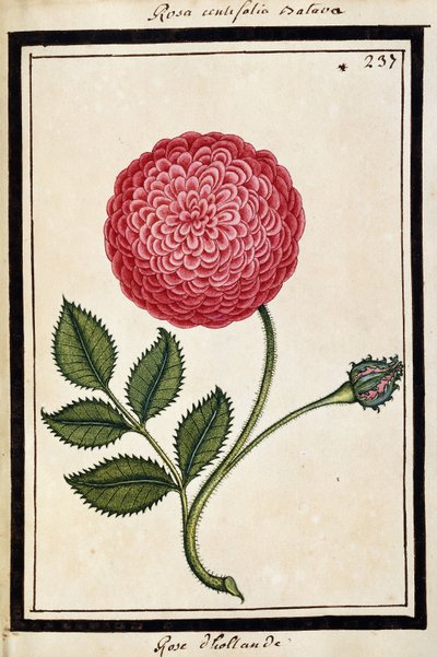Dutch Rose, ca 1700 (akvarellteckning, inramad i svart) av French School