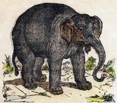 Elefant. Gravyr i "" Alphabet des animaux sauvages"". 9:e serien. Bildspråk av Epinal, Pellerin, tryckare-förlag, cirka 1870. Gravyrer på trä, stencilerade. 16 sidor. Mått: 20 x 15 cm. Privat samling av French School