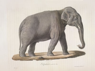 Asiatisk elefant, från Natural History of Mammals (färg litho) av French School