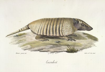 Encoubert, bältdjur, från Natural History of Mammals (färg litho) av French School