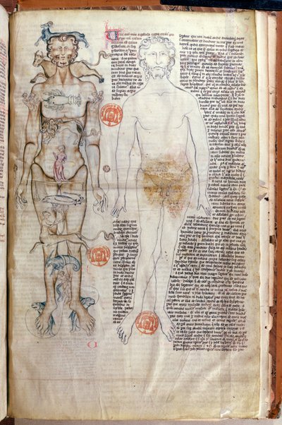 F.116v Relationen mellan människokroppen och zodiakens tecken, från en medicinsk avhandling av Abul Qasim Khalaf ibn al-Abbas al-Zahrawi (Abulcasis) (936-1013) översatt av Gerard de Cremone av French School