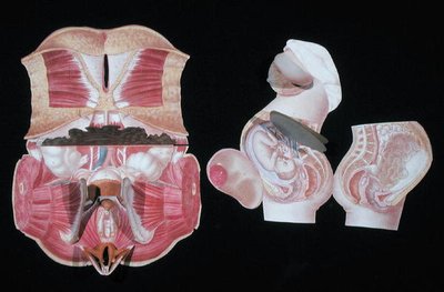 Kvinnlig anatomisk figur, från 