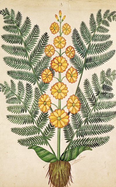 Ormbunke med gula blommor, tallrik från en fröhandlare i Oisans (gouache på papper) av French School
