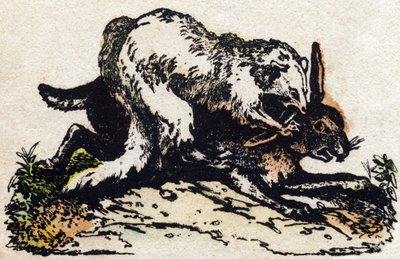 Snoka. Gravyr i "" Alphabet des animaux sauvages"". 9:e serien. Bildspråk av Epinal, Pellerin, tryckare-förlag, cirka 1870. Gravyrer på trä, stencilerade. 16 sidor. Mått: 20 x 15 cm. Privat samling av French School