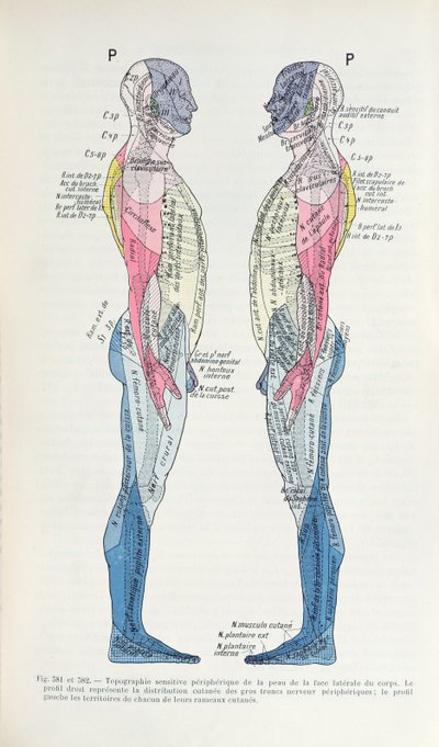 Fig. 381 & 382 Nervsystemet, från Semiologie des Affections du System Nerveux av J. Dejerine, 1914 av French School