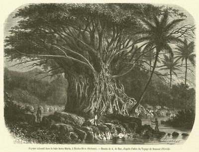 Kolossalt fikonträd i Anna-Maria-bukten, vid Nouka-Hiva, Oceanien (gravyr) av French School