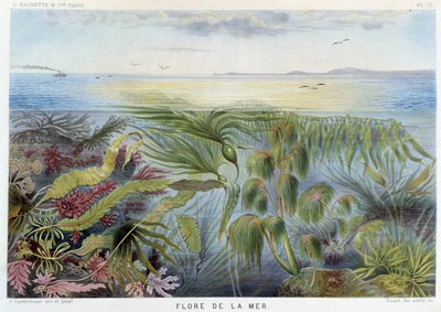 Havets flora - i "Le Monde de la Mer" av Alfred Fredol, ed. Paris, Hachette. av French School