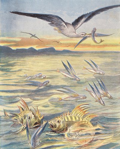 Flygande fisk (färglitografi) av French School