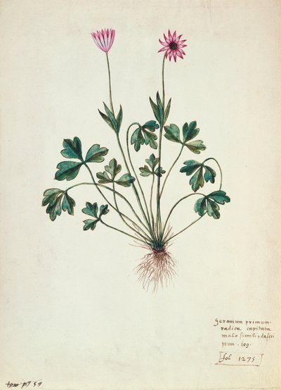 Fol.1275 Geranium (wc på papper) av French School