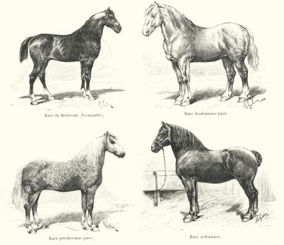 Fyra franska hästraser: Merlerault, Boulonnaise, Percheronne, Ardennaise (gravyr) av French School