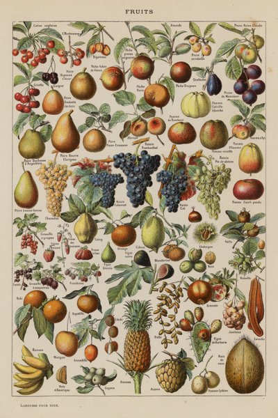 Frukt (färglitografi) av French School