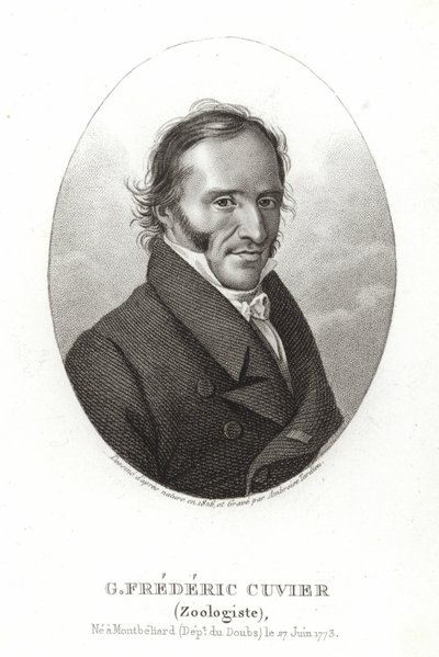George Cuvier av French School