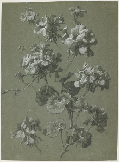 Pelargon (Pelargonium sp.), ca 1800 (kol & vit krita, grön väv) av French School
