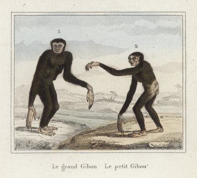 Gibbons av French School