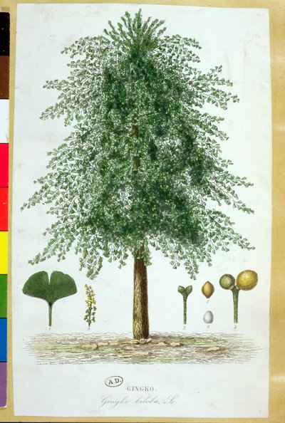 Ginkgo biloba träd av French School