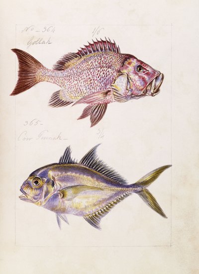 Gollah etc, c.1850 av French School