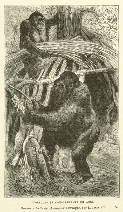 Gorillor som bygger ett skydd (gravyr) av French School