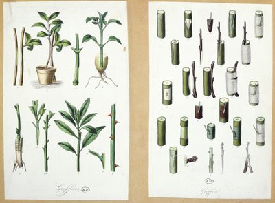 Grafts (färggravyr) av French School