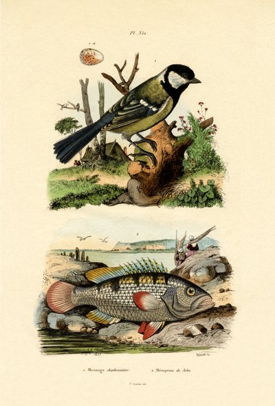 Talgoxen, 1833-39 av French School