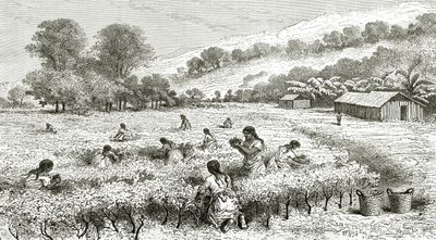 Harvest of Coca, Peru, illustration från Le Tour du Monde magazine, 1877 av French School