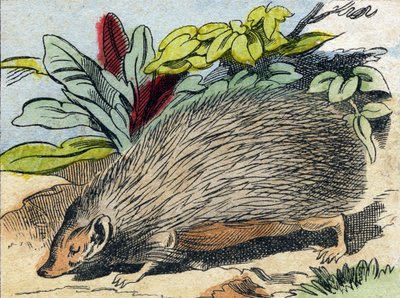 Herisson. Gravyr i "Buffon Alphabet des Animaux". 3:e serien N 1. Avbildning av Epinal, Epinal, sent 1800-tal. 16 sidor. Mått: 28x21cm av French School