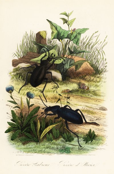 Enorma violetta skalbaggar, Carabus scabrosus av French School