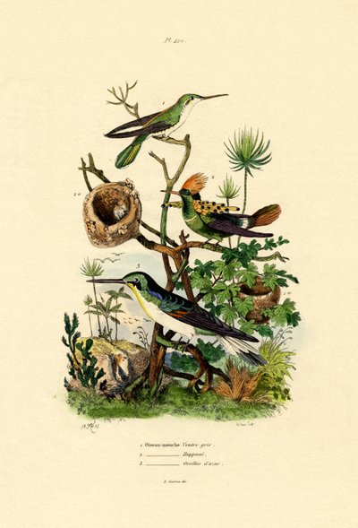 Kolibrier, 1833-39 av French School