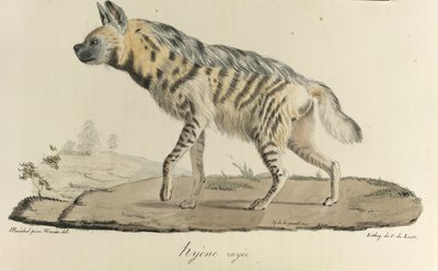 Hyena, en randig hyena, från Natural History of Mammals (färg litho) av French School